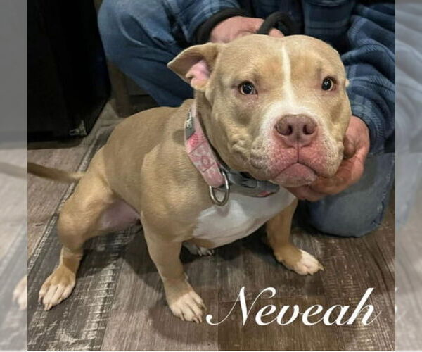 Medium Photo #8 American Pit Bull Terrier-Unknown Mix Puppy For Sale in Grafton, WI, USA