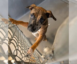 American Pit Bull Terrier-Unknown Mix Dogs for adoption in Tallahassee, FL, USA