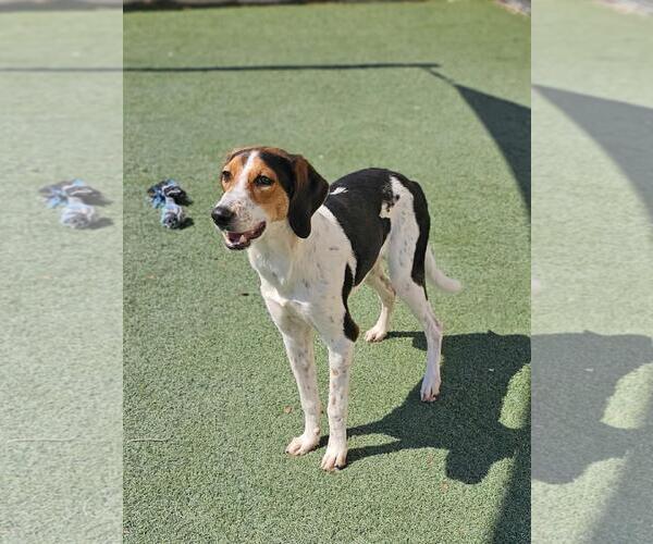 Medium Photo #2 Mutt Puppy For Sale in Rockwall, TX, USA