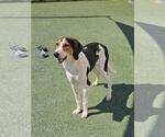 Small Photo #2 Mutt Puppy For Sale in Rockwall, TX, USA
