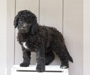 Labradoodle-Poodle (Standard) Mix Puppy for sale in FREDERICKSBG, OH, USA