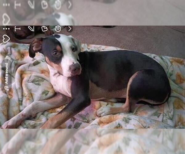 Medium Photo #1 American Staffordshire Terrier-Unknown Mix Puppy For Sale in San Antonio, TX, USA