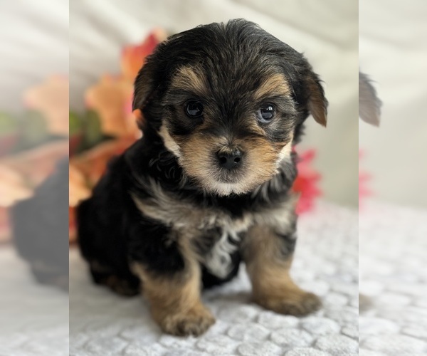 Medium Photo #7 Morkie Puppy For Sale in ROCK STREAM, NY, USA