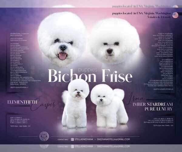 Medium Photo #9 Bichon Frise Puppy For Sale in BRISTOW, VA, USA