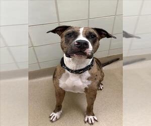American Bulldog-Unknown Mix Dogs for adoption in Derwood, MD, USA