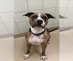 Small American Bulldog Mix