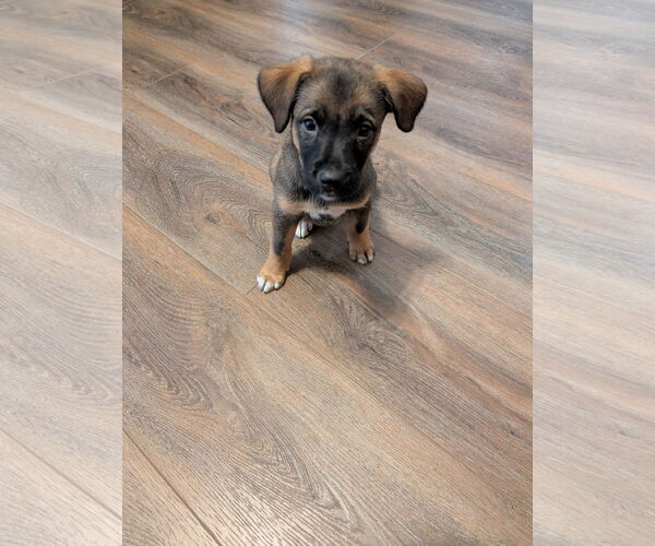 Medium Photo #1 Labrador Retriever-Unknown Mix Puppy For Sale in The Woodlands, TX, USA