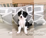 Small Photo #3 Border Collie Puppy For Sale in WILM, NC, USA