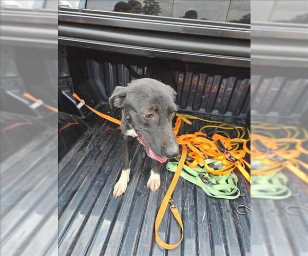 Medium Photo #1 Labrador Retriever-Unknown Mix Puppy For Sale in Conroe, TX, USA