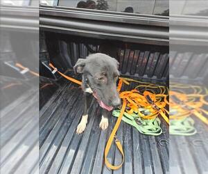 Labrador Retriever-Unknown Mix Dogs for adoption in Conroe, TX, USA