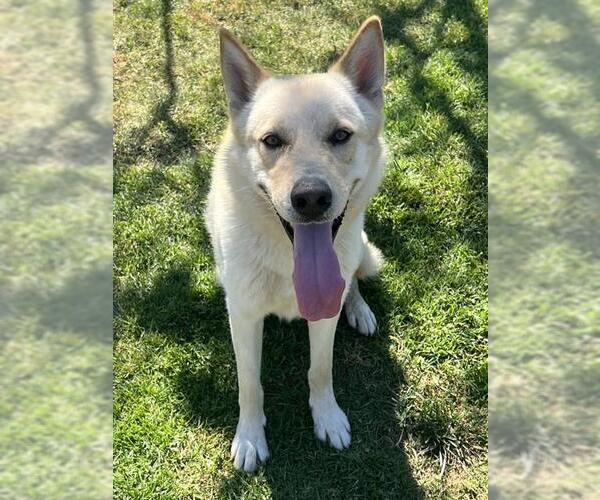 Medium Photo #2 Gerberian Shepsky Puppy For Sale in Riverside, CA, USA