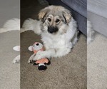 Small Great Pyrenees-Pomeranian Mix