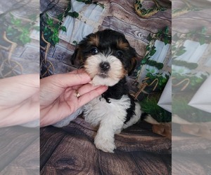 YorkiePoo Puppy for sale in KENDALL, WI, USA