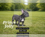 Small Photo #18 French Bulldog Puppy For Sale in FAYETTEVILLE, GA, USA