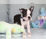 Small Photo #3 Boston Terrier Puppy For Sale in BROOKSVILLE, FL, USA