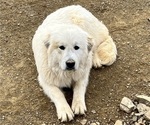 Puppy DJ Great Pyrenees
