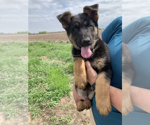 German Shepherd Dog Puppy for sale in COLUMBUS, NE, USA