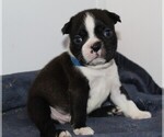 Small Photo #1 Boston Terrier Puppy For Sale in BROOKSVILLE, FL, USA