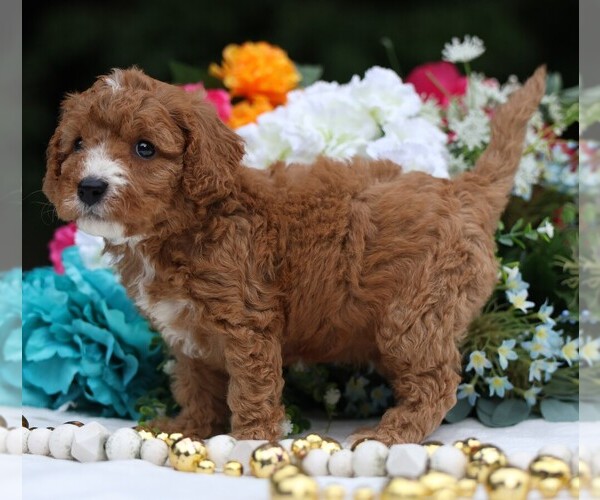 Medium Photo #6 Cavapoo Puppy For Sale in JONES, MI, USA