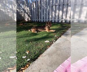 Chihuahua Dogs for adoption in Fremont, CA, USA