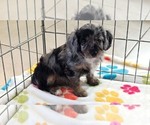 Willow - Female Cavapoo (Miniature)-Poodle (Toy) Mix Puppy for Sale - Photo #7