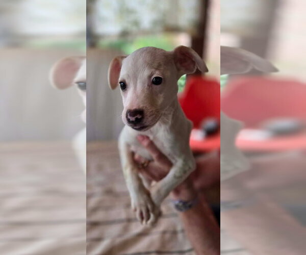 Medium Photo #2 Labbe Puppy For Sale in Aurora, IN, USA