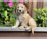 Small Photo #13 Goldendoodle Puppy For Sale in PITTSBURG, CA, USA