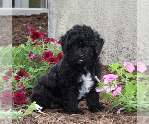 Golden Labrador-Poodle (Miniature) Mix Puppy for sale in CHRISTIANA, PA, USA