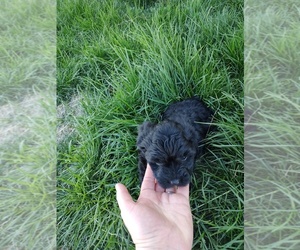 Maltese-Poodle (Standard) Mix Puppy for sale in COALVILLE, UT, USA