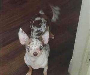 Mother of the Chihuahua puppies born on 08/11/2026