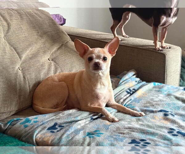 Medium Photo #3 Chihuahua Puppy For Sale in Visalia, CA, USA