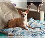 Small #2 Chihuahua