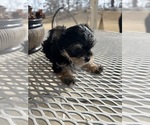 Small #12 Morkie