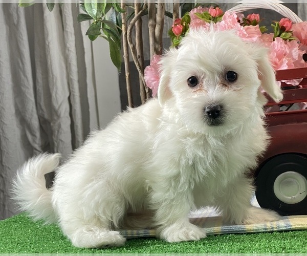 Medium Photo #2 Biton Puppy For Sale in CANOGA, NY, USA