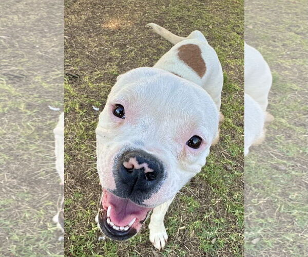 Medium Photo #2 Bull-Boxer Puppy For Sale in Phoenix, AZ, USA
