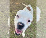 Small #1 Bull-Boxer