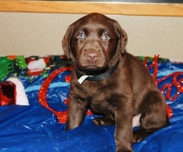 Medium Photo #6 Labrador Retriever Puppy For Sale in PUEBLO, CO, USA