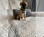 Small #5 Chihuahua Mix
