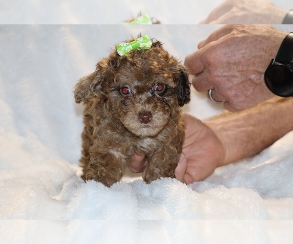 Medium Photo #4 Poodle (Toy) Puppy For Sale in DYERSBURG, TN, USA