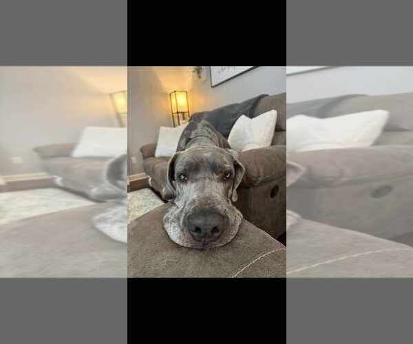 Medium Photo #3 Great Dane Puppy For Sale in Vail, AZ, USA