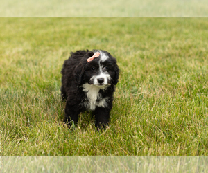 Bernedoodle (Miniature) Puppy for sale in SHIPSHEWANA, IN, USA
