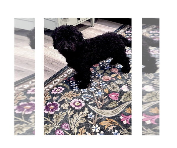 Medium Photo #1 Poodle (Miniature) Puppy For Sale in Mooresville, NC, USA