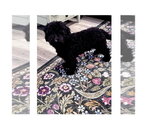 Small Poodle (Miniature)