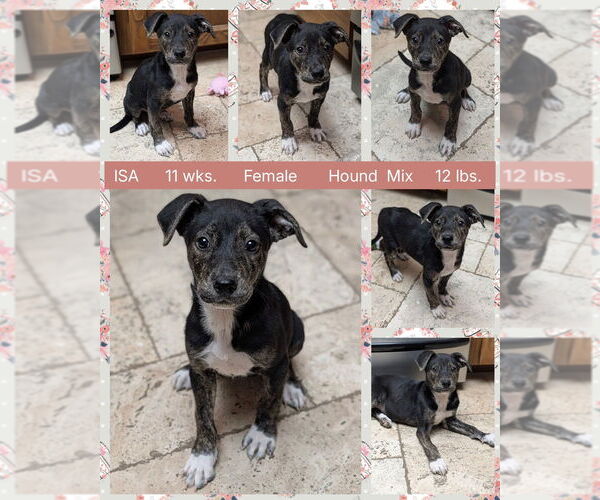 Medium Photo #1 Labbe Puppy For Sale in Mesa, AZ, USA