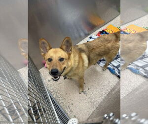 German Shepherd Dog-Unknown Mix Dogs for adoption in Martinsburg, WV, USA