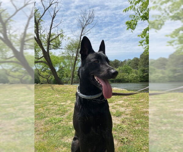 Medium Photo #3 Mutt Puppy For Sale in Stevens Point, WI, USA