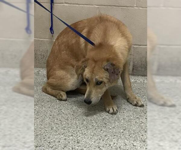 Medium Photo #1 Labrador Retriever Puppy For Sale in Conroe, TX, USA