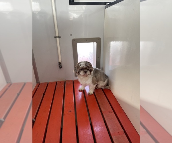Medium Photo #1 Zuchon Puppy For Sale in MOUNT PLEASANT, MI, USA