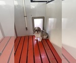Small Photo #1 Zuchon Puppy For Sale in MOUNT PLEASANT, MI, USA
