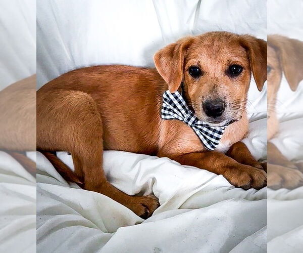 Medium Photo #1 Mutt Puppy For Sale in Lawrenceville, NJ, USA